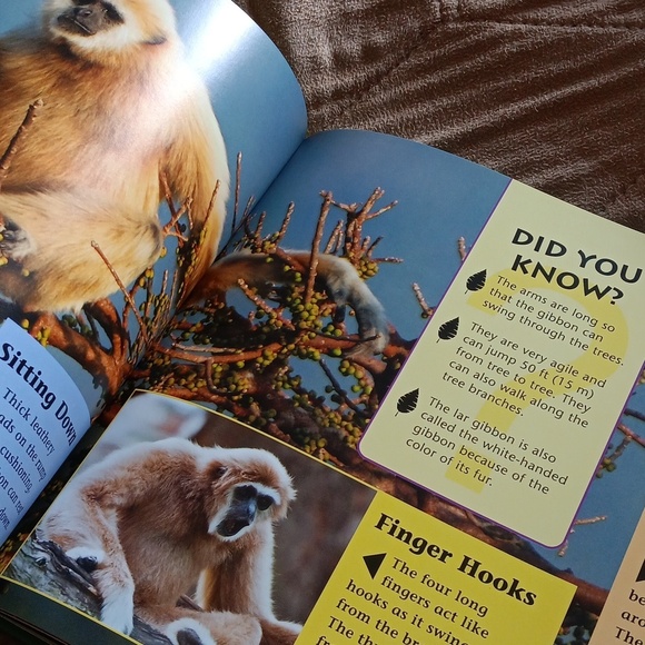 Amazing jungle animals book - Picture 4 of 7